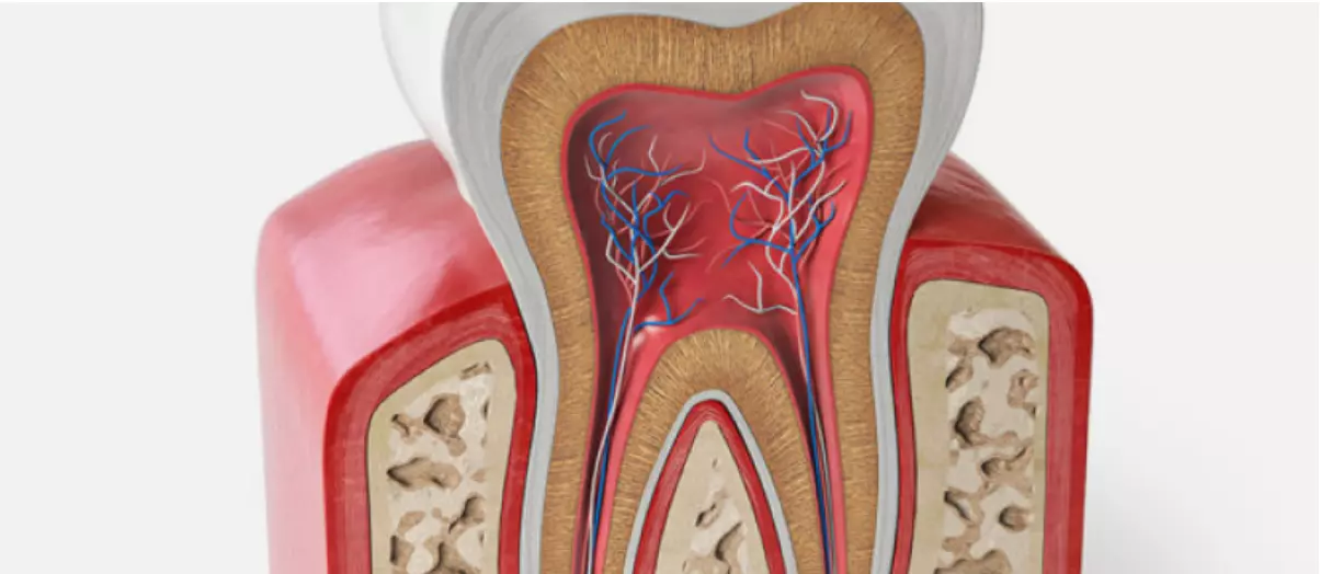 зуб в разрезе
